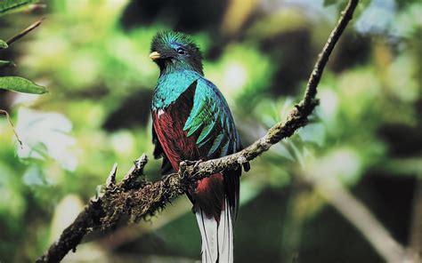 Quetzal   JungleKey.fr Image