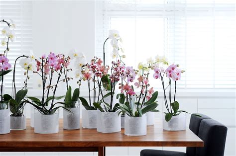 ¿Quieres ser más productivo? Compra plantas para tu oficina.