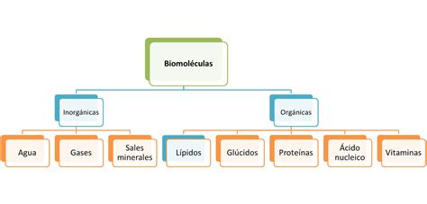 Química 5to Año.: Biomoléculas: definición, origen ...