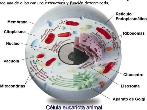 quimica: Función del ADN en el nucleo celular