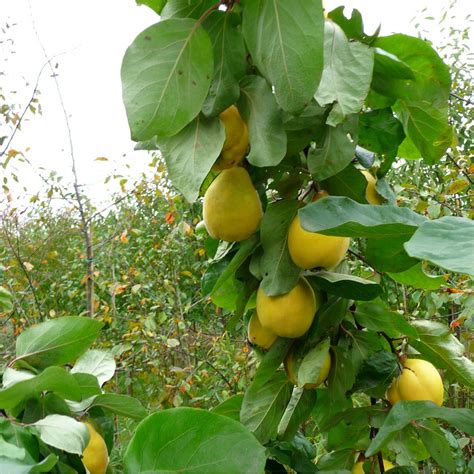 Quince Vranja | Buy Quince Tree | Purchase Quince Fruit Trees