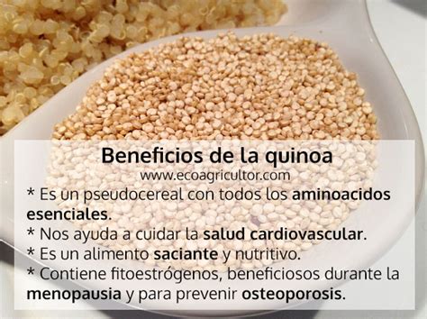 Quinoa o quinua: propiedades y beneficios | ECOagricultor