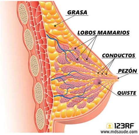 QUISTE DE MAMA Síntomas, Tratamiento y Riesgo de Cáncer ...