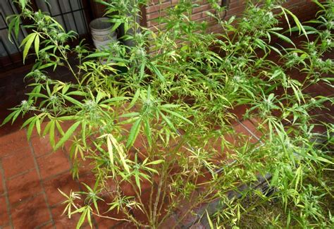 Quitar las hojas grandes en plantas de marihuana