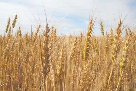 Quotes From The Cbot Corn. QuotesGram