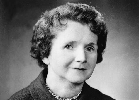 Rachel Carson Biography   Childhood, Life Achievements ...
