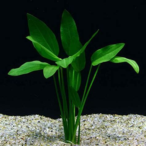 Radican Sword Plant Potted   Beginner Tropical Live ...
