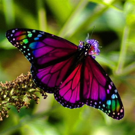 Rainbow Butterfly   Butterflies Photo  9284251    Fanpop