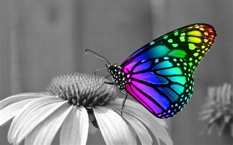 Rainbow Butterfly wallpapers | Rainbow Butterfly stock photos