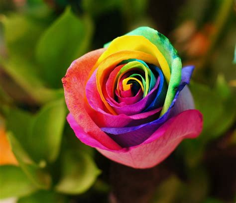 Rainbow Rose by bluebob951 on DeviantArt