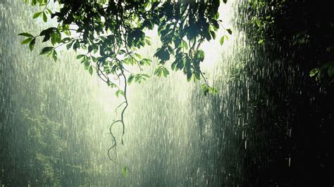 raining in forest Full HD Wallpaper and Background ...