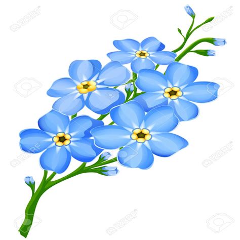 Rama De Color Azul Me Olvides Flores No Aisladas Ilustraci ...