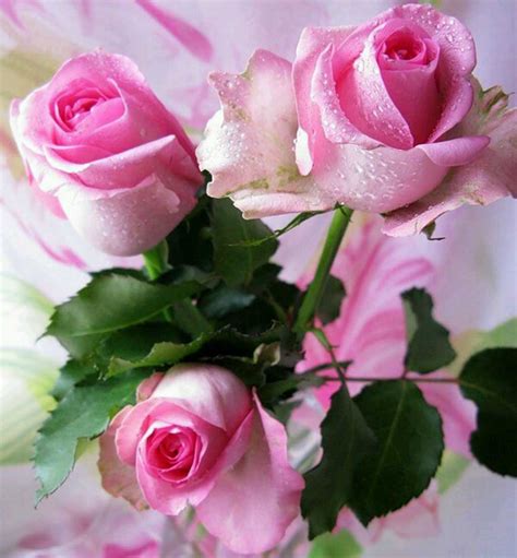 Ramo de rosas rosa muy bellas   Imagenes de rosas