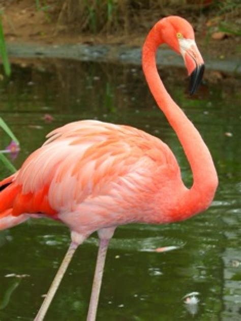 Ranking de Animales de color rosa   Listas en 20minutos.es
