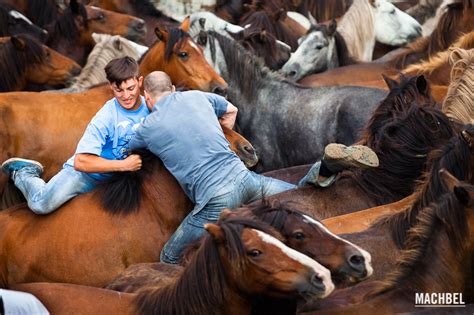 Rapa das bestas  ES, Galicia  | horseandculture