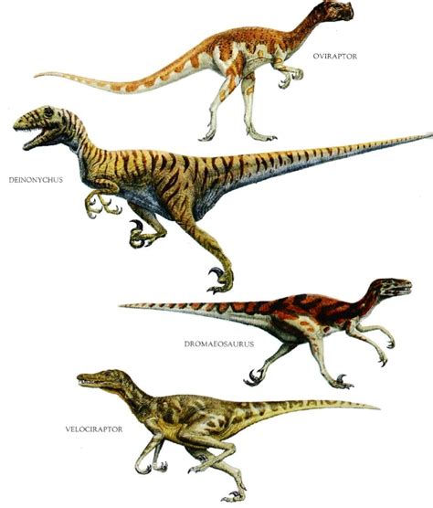 Raptors, Dinosaurs and Types of on Pinterest