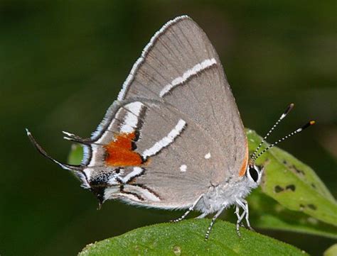 Raras mariposas son declaradas en peligro de extinción ...