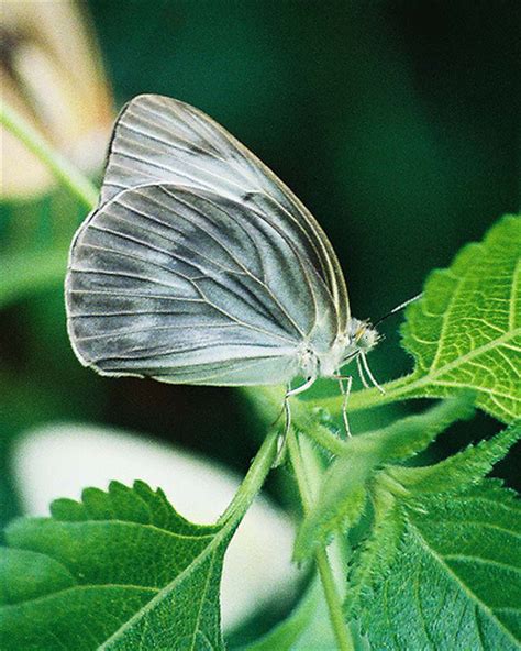 Rare Butterflies   Butterflies Photo  27829186    Fanpop