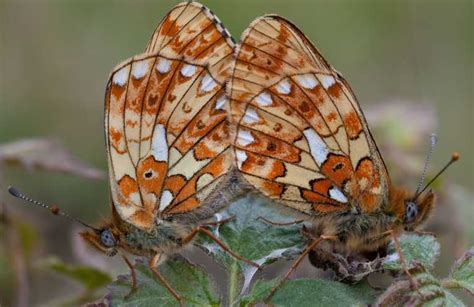 Rare butterfly flying high again | Conservation | The ...