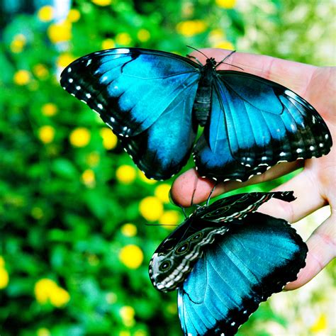 Rare Exotic Butterfly Pictures to Pin on Pinterest   PinsDaddy