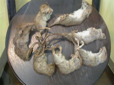 Rat Kings | Crypto Zoological Phenomena | Unknown ...
