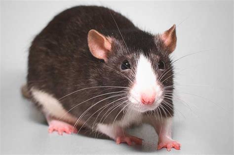 Rata: Significado, Hábitos Alimenticios, Reproducción