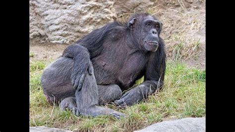 Raza De Monos: Mono Chimpance   YouTube