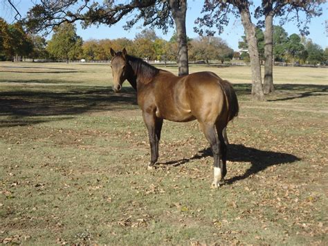 RD Bueno Texas Ranger | Rafter D Ranch Quarter Horses