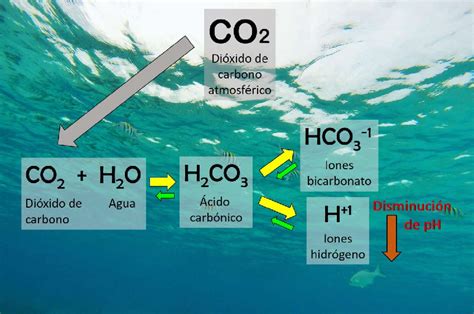 Reacción química generada por la absorción de dióxido de ...