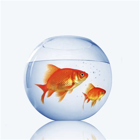 Reading Lovers: GOLDFISH  Secrets and Benefits