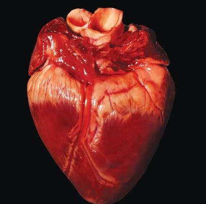 Real Healthy Human Heart | www.pixshark.com   Images ...