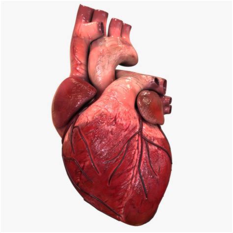 Real Human Heart   Cliparts.co