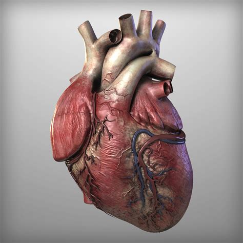 Real Human Heart   Cliparts.co