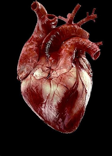 real human hearts   Google Search | Illustration ...