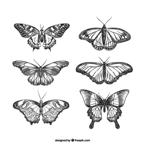 Realistic collection of hand drawn butterflies Vector ...