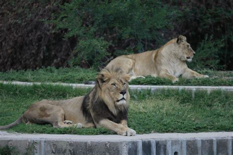 Recinto de los leones del Zoo de Madrid   PlanesConHijos.com