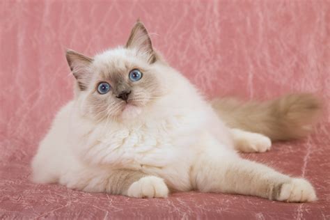 Recommended Cat Breeders | CatLovingCare.com