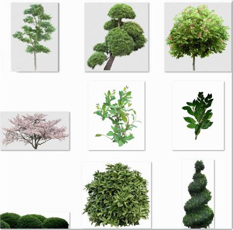 Recursos Chele Guada: 67 Arbustos y plantas de jardin en ...
