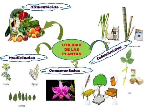 Recursos   Las Plantas