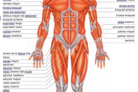 Recursos para conocer los músculos del cuerpo humano | Eniac