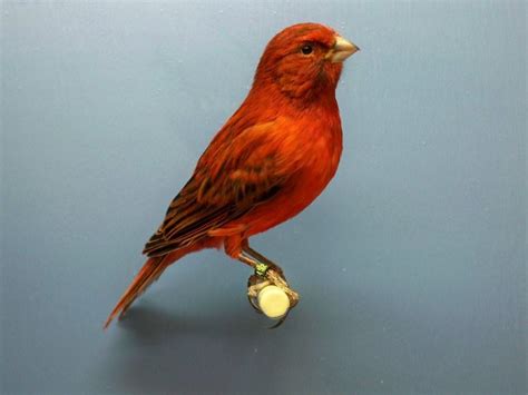 Red Canary Bird