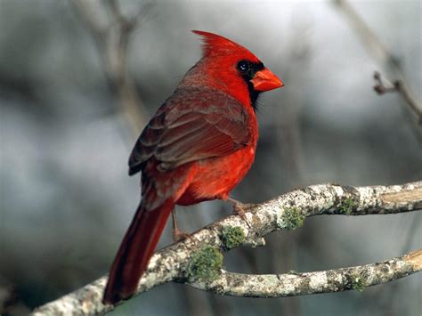 Red Cardinal Bird | KINGDOM OF BIRD