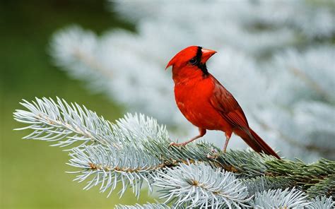 red Cardinal wallpapers and images   wallpapers, pictures ...