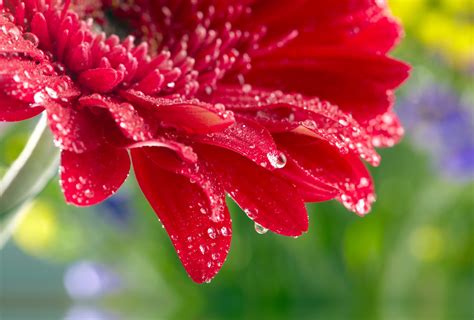 Red daisy gerbera close up rose flower water drops ...