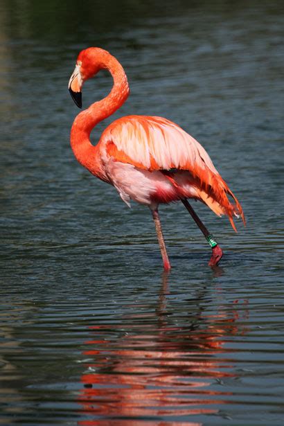 Red Flamingo Free Stock Photo   Public Domain Pictures