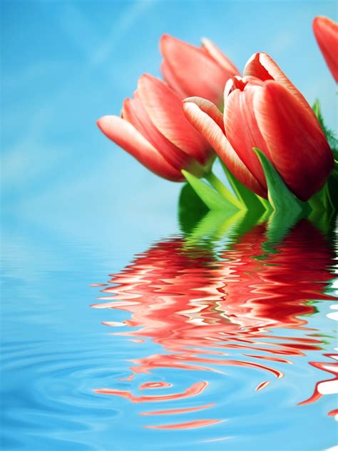 Red flowers reflected in water Photo | Free Download
