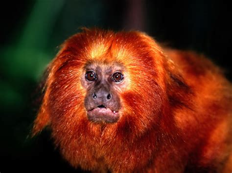 Red Monkey | Red monkey wallpapers, photo, images, picture ...