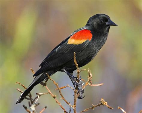 Red winged Blackbird | Audubon Field Guide