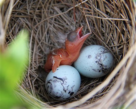 Red winged Blackbird Egg Hatching | Naturally Curious with ...