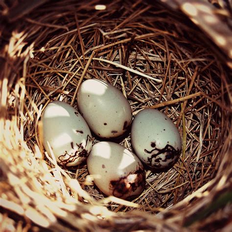 Redwing Blackbird Eggs Photograph by Amy Schauland